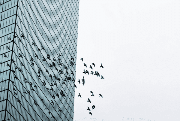 A skyline view of a flock of birds flying past a commercial building.