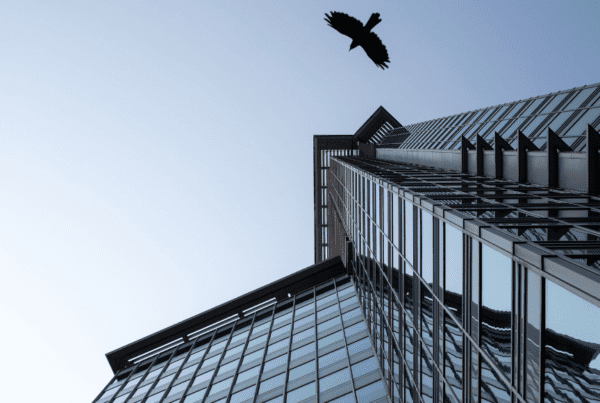 ground level of a hawk flying near a commercial building